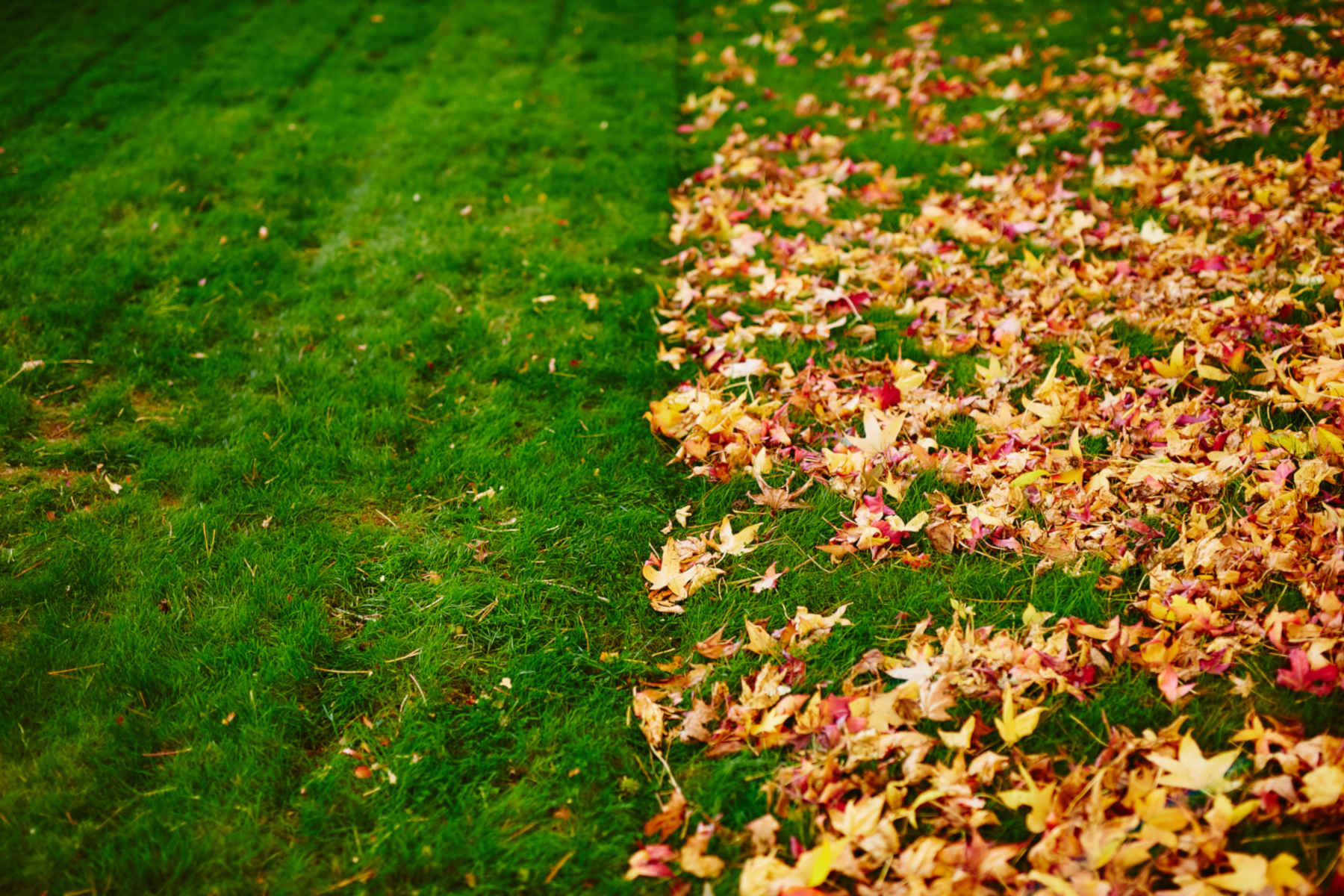 Leaf Removal in Walker example 6