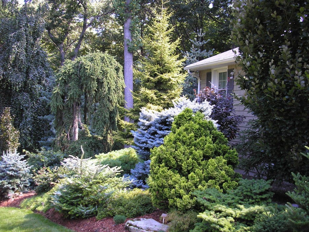 Tree & Shrub Planting in Walker example 2