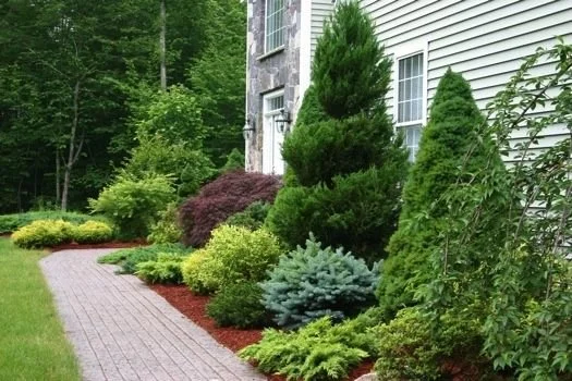Tree & Shrub Planting in Walker example 9