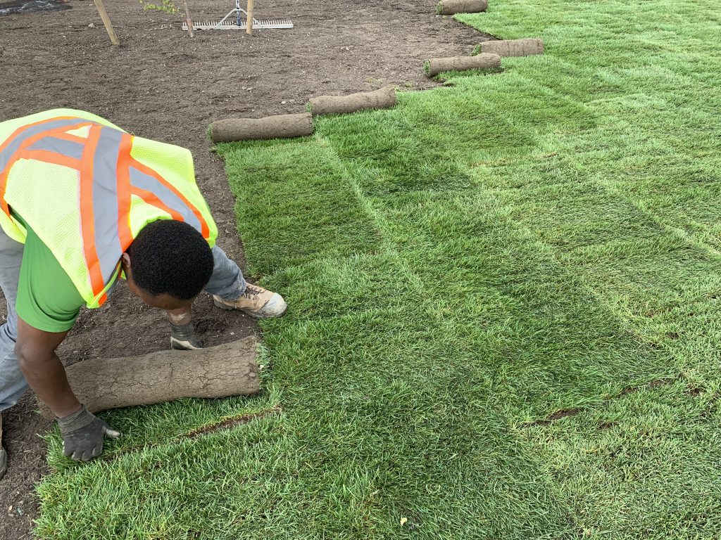 Sod Installation in Walker example 2